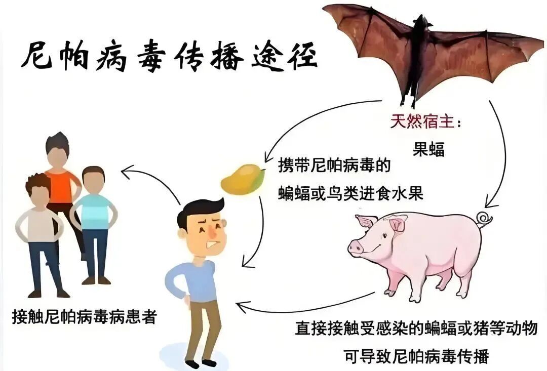  2003年到2020年的病毒(2003年到2020年发生的病毒)