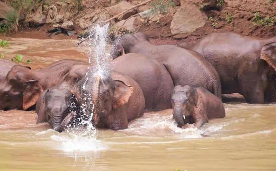 肇事412起,有小象喝百斤酒糟醉倒田间!